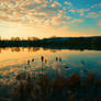 At the pond