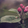 Floraison/blossom
