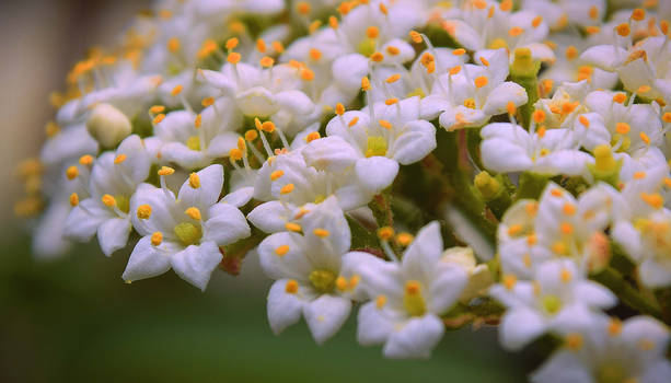 Petites fleurs