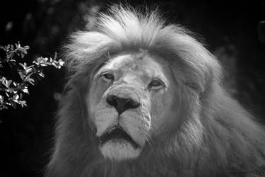 Explore The Best Savane Art Deviantart Explore The Best Savane Art Deviantart