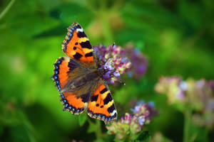 Le papillon