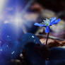 Emergence