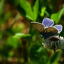 Little blue