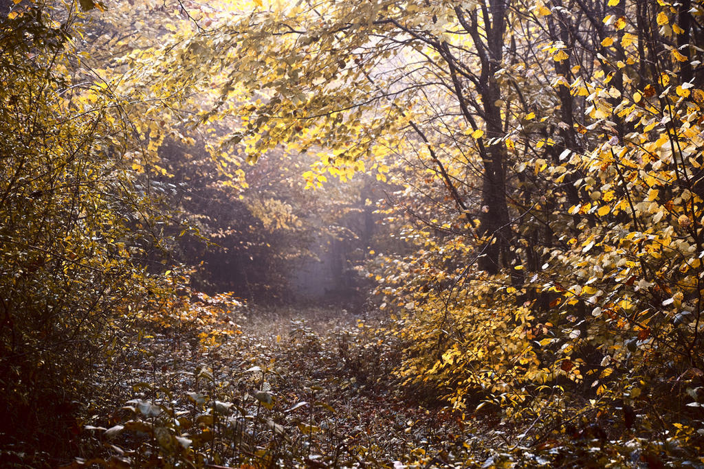 Autumn Colors