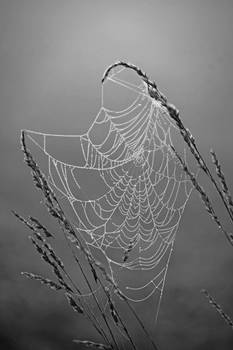 Web