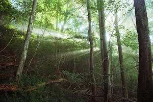 The light