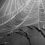 Web
