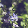 Petites fleurs
