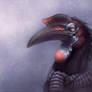 Hornbill