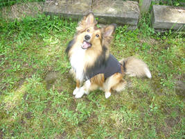 Merlin the Sheltie in his Medishirt