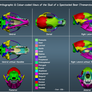 Orthographic Colour-coded Views 25%