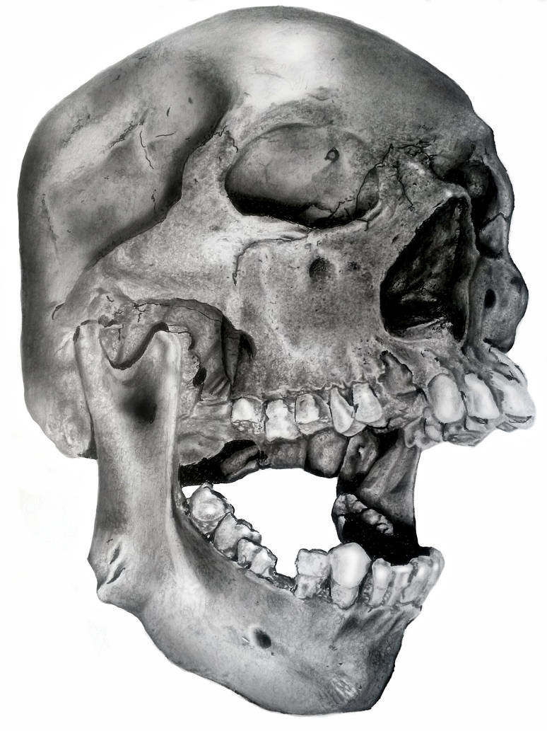 Aged skull by Seifullah