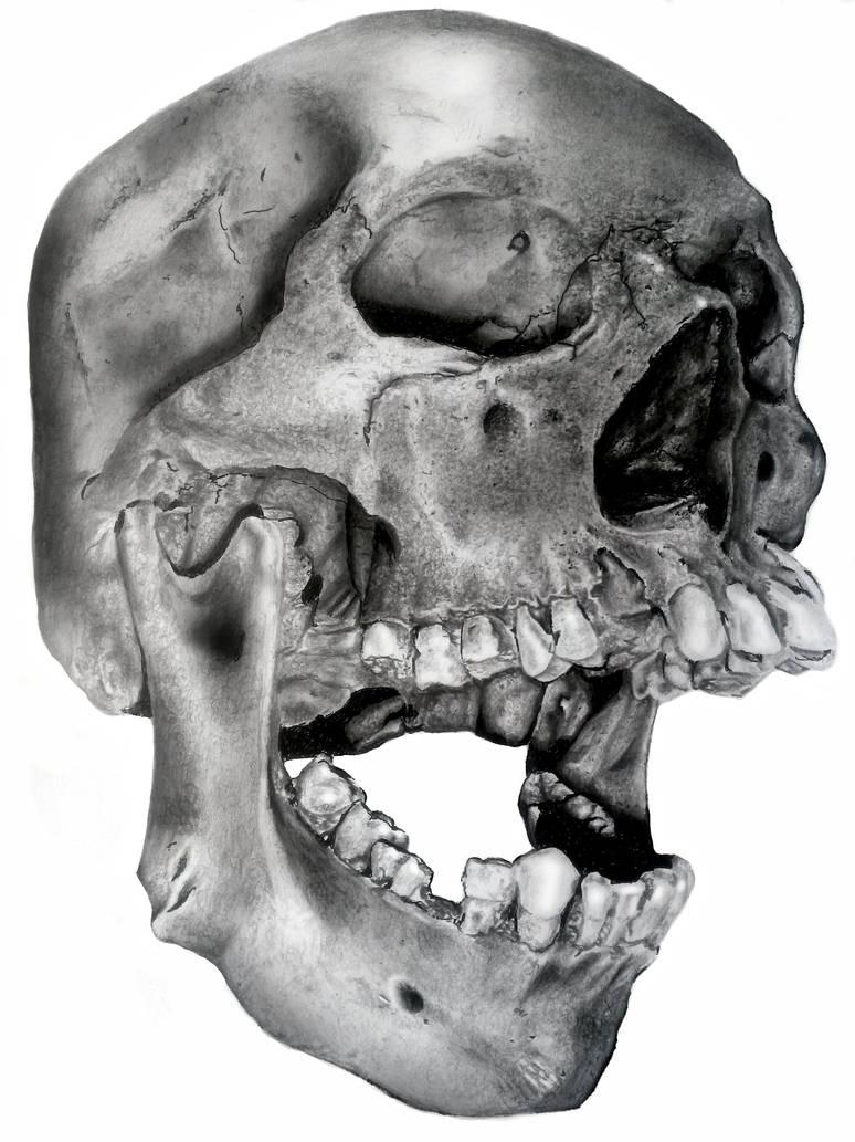 Aged skull by Seifullah Aged skull by Seifullah