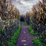 Corn Maze