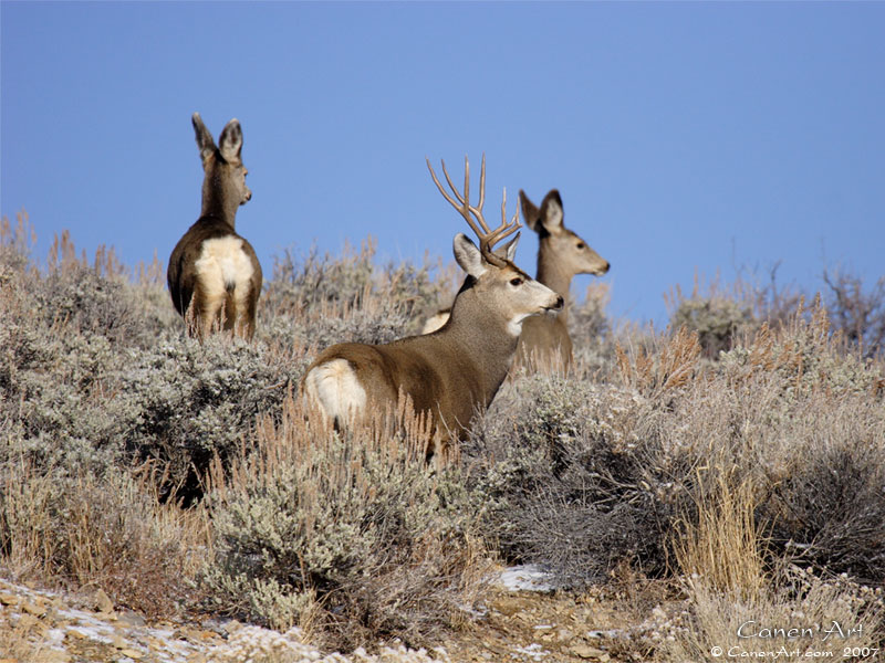 Mule Deer