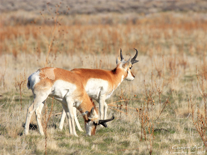 Prong Horns