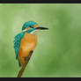 Kingfisher