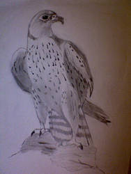 Lanner Falcon sketch