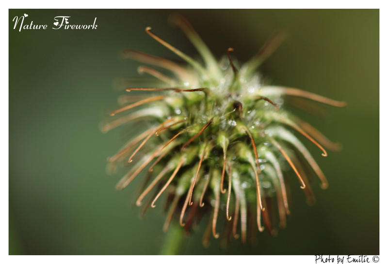 Nature Firework