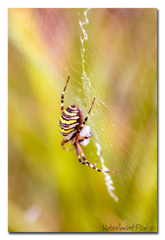Dreamy Spider