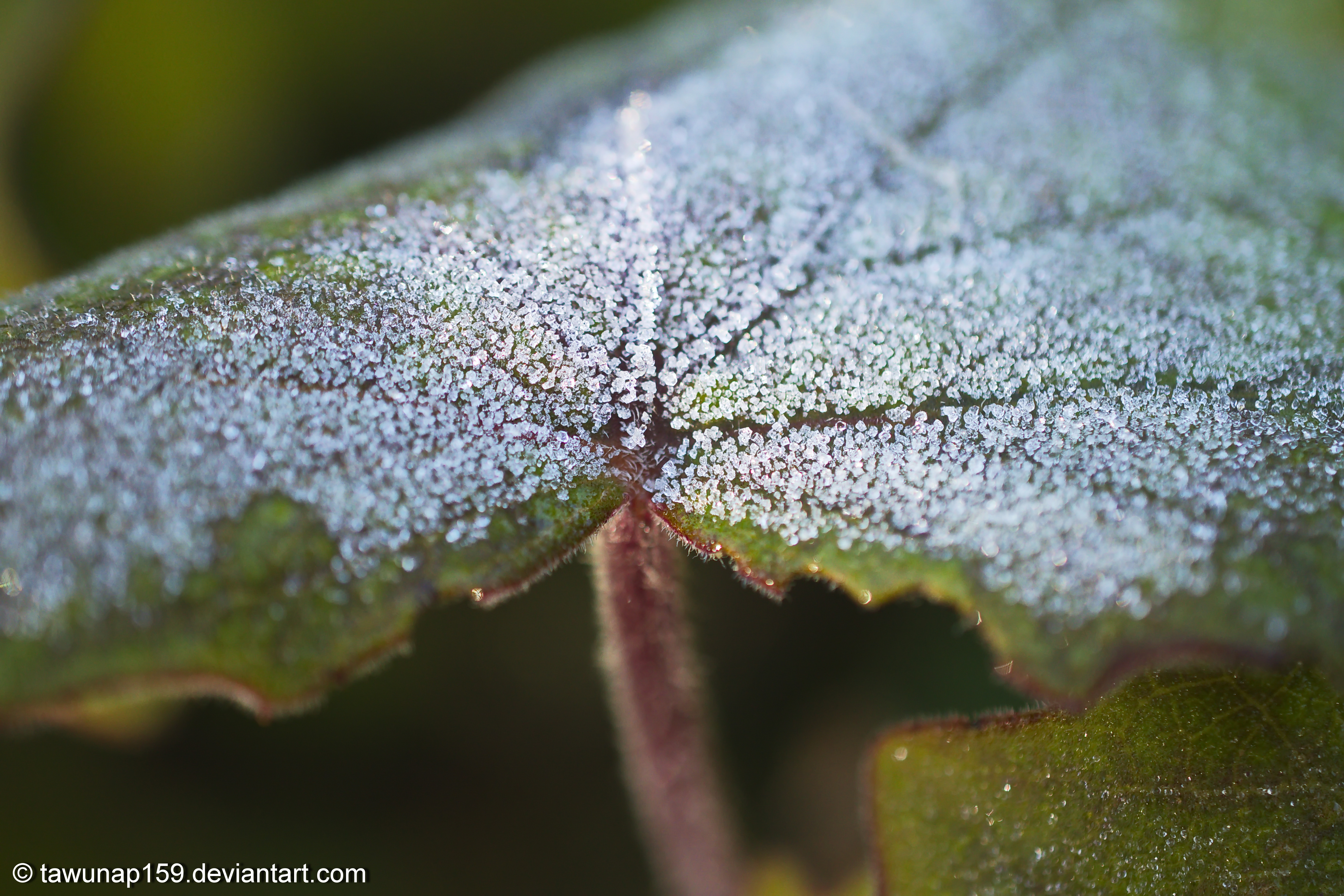 Ice on a Leaf