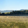 Tasmanian Farm