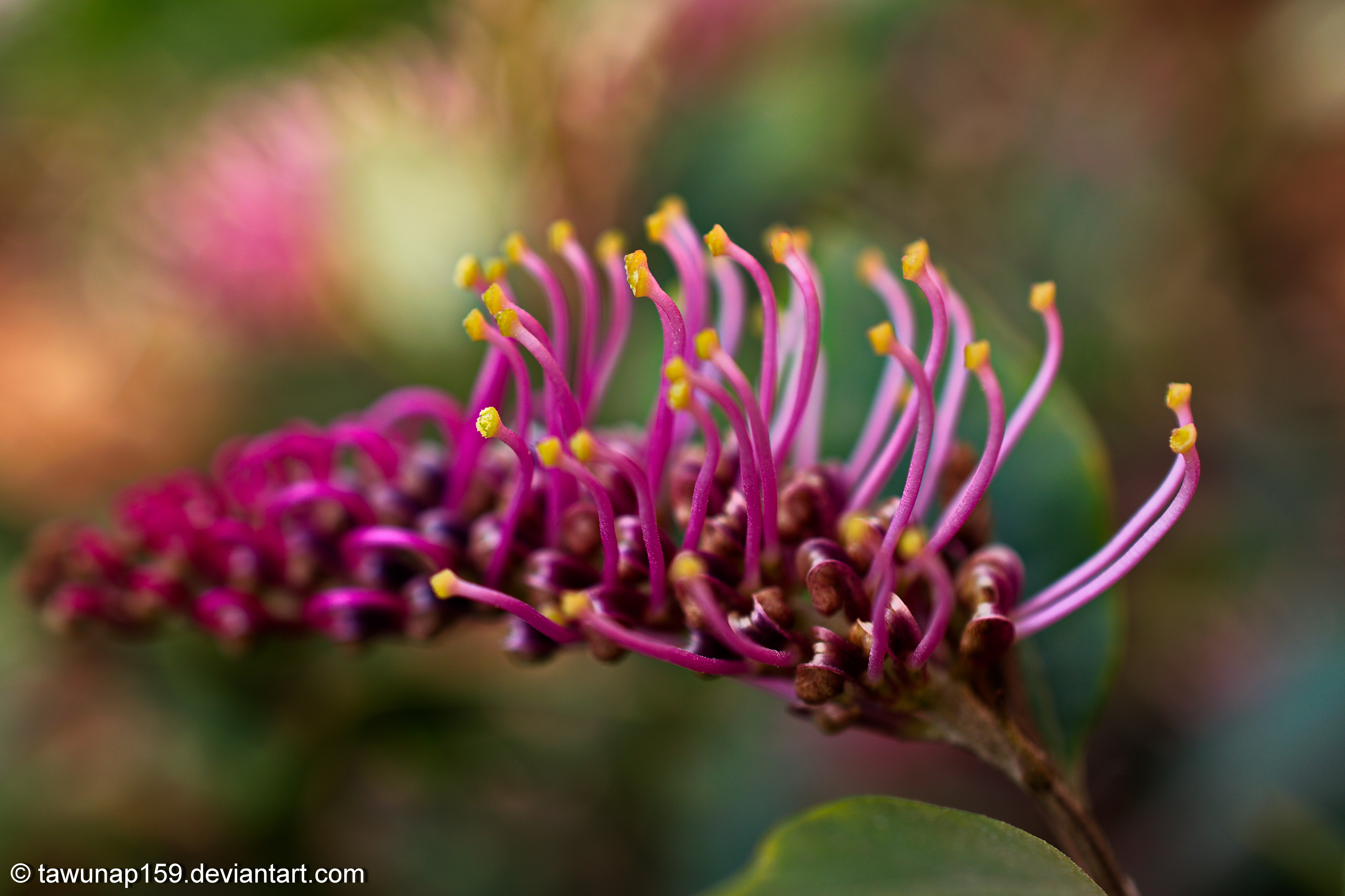 Violet Pollen