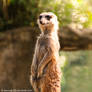 Meerkat