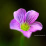 Pink Mountain Flower