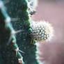 Little Cactus