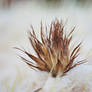 Cactus Flower