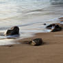 Beach Rocks