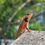 Colorful Lizard