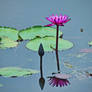 Lotus Reflection