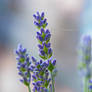 Street Lavender