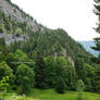 Mountain and Forest