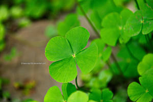 4-Leaf Clover by tawunap159