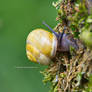 Bibury Snail