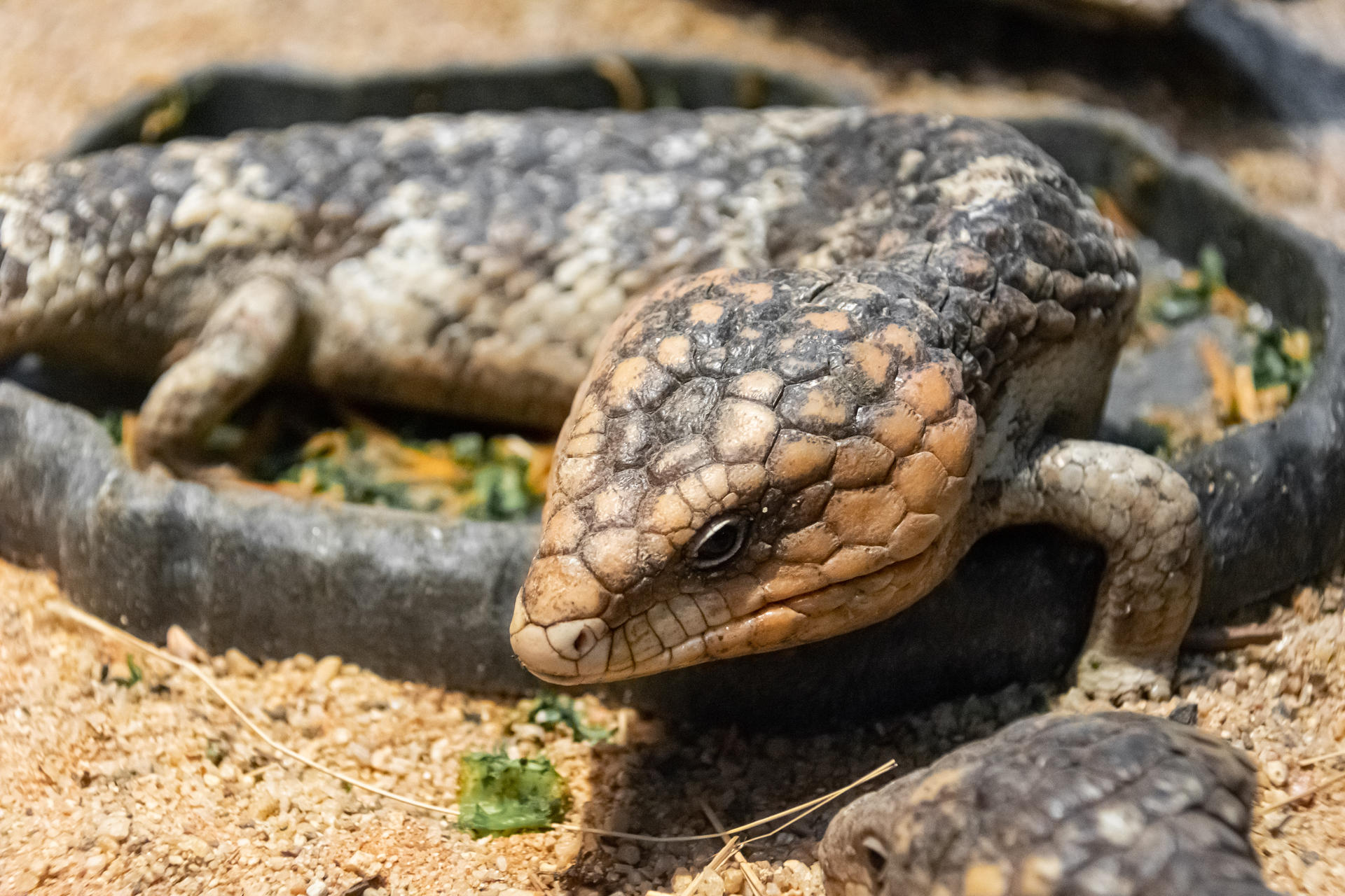 Shingleback Lizard by tawunap159 on DeviantArt