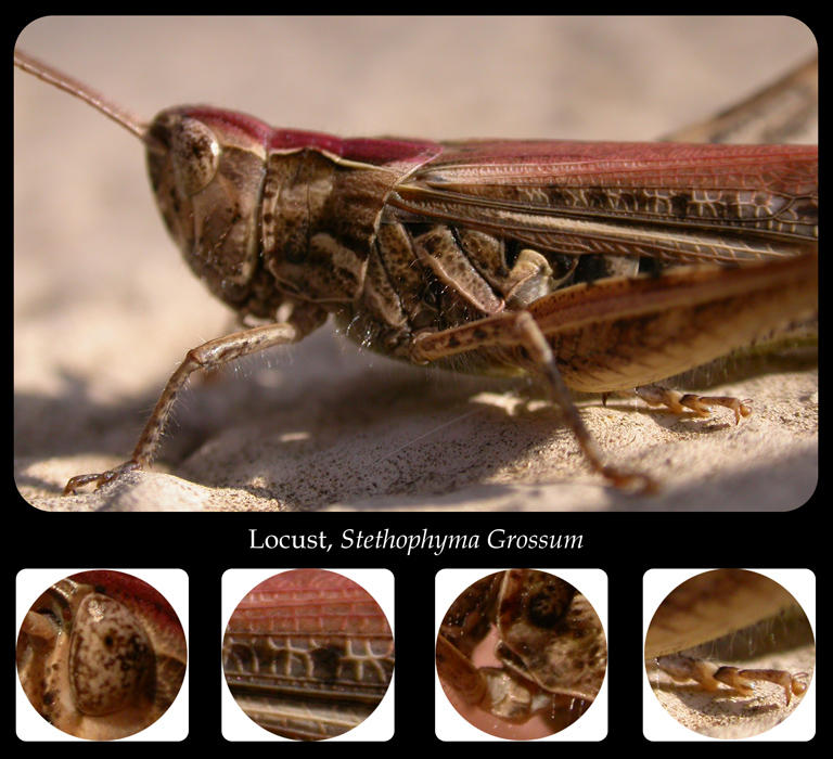Locust Rondevous Locust by blindless on DeviantArt