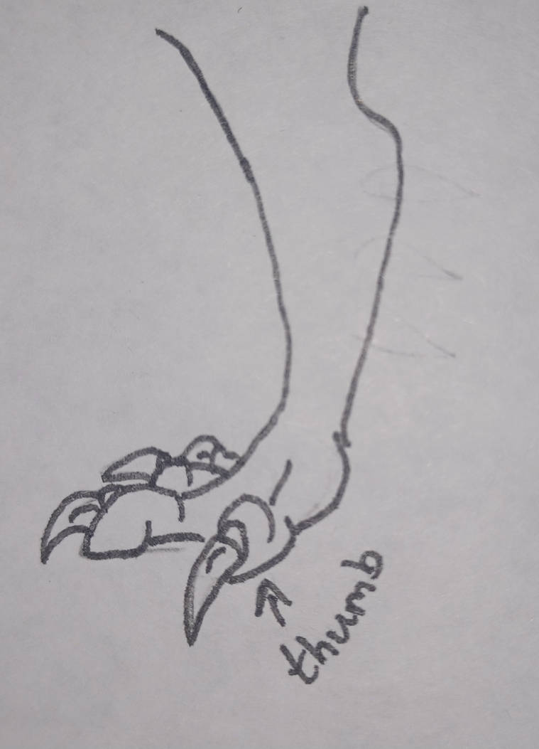 Front paw example by Eclipsa1995 on DeviantArt