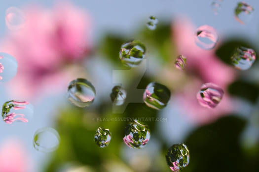 Flower-Water-Drops