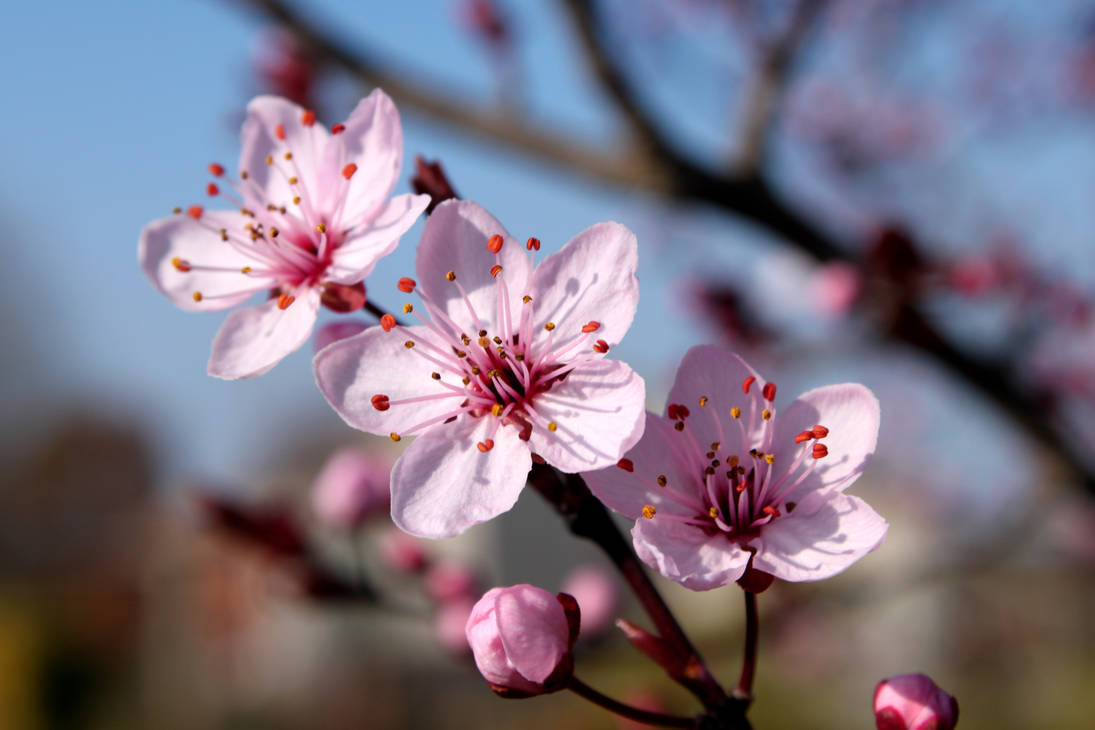 Blossom сайт