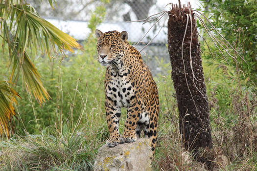 Jaguar