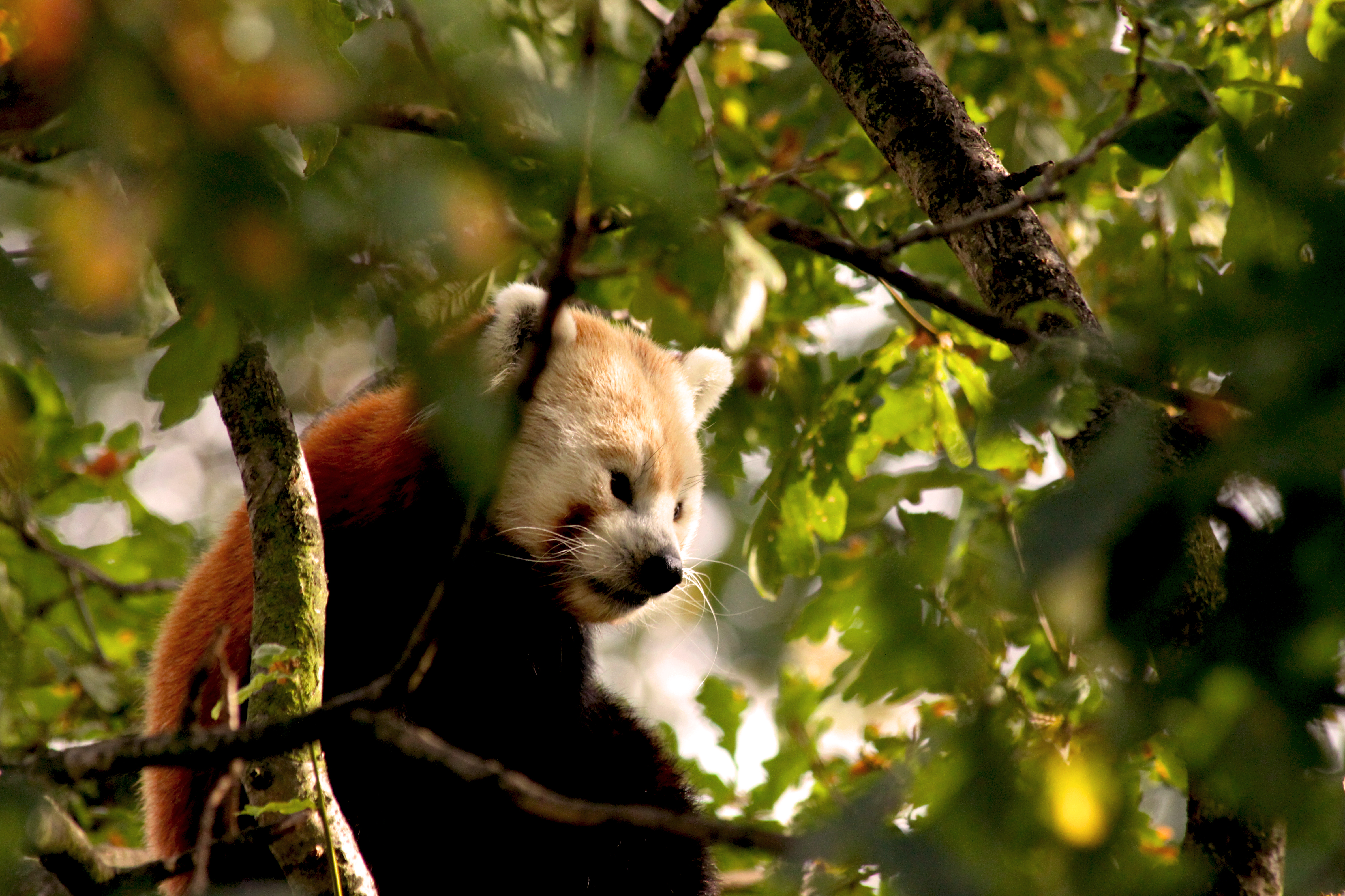 Red Panda