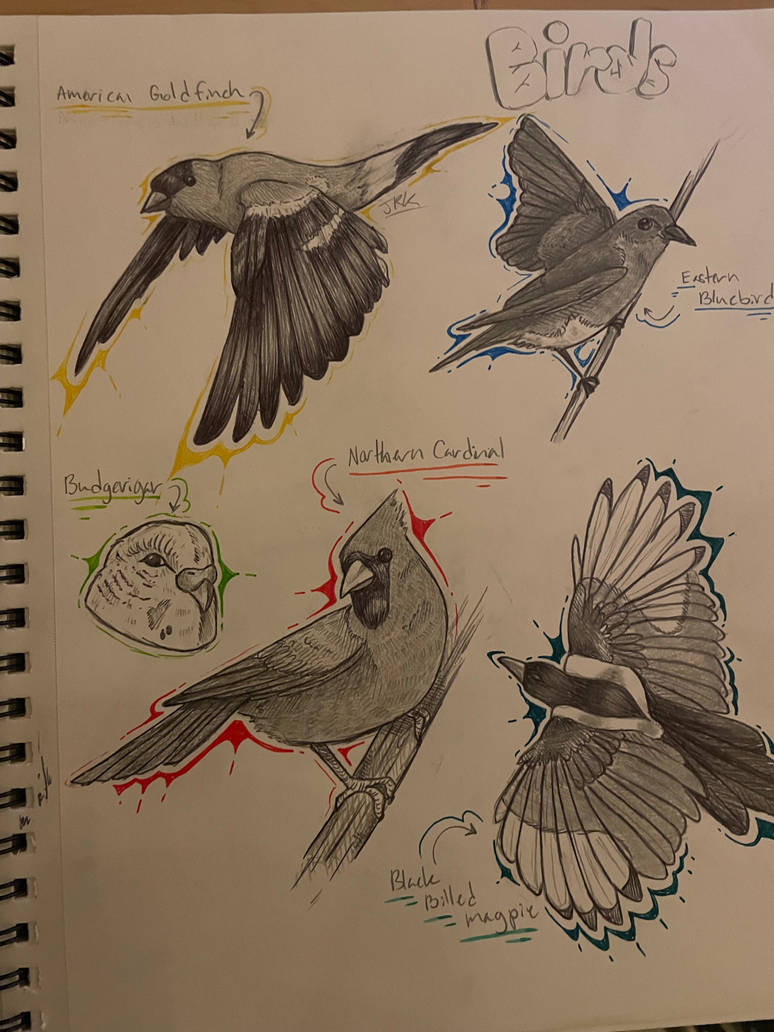 Deviantart Bird Designs Birds by BobaStudios13 on DeviantArt
