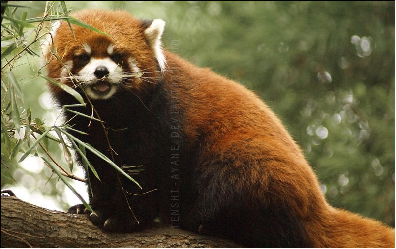Panda Vi Red Panda VI by Tenshi-Ayane on DeviantArt