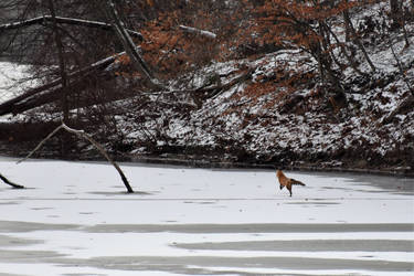 Fox on the Lake