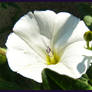 Convolvulus sp.