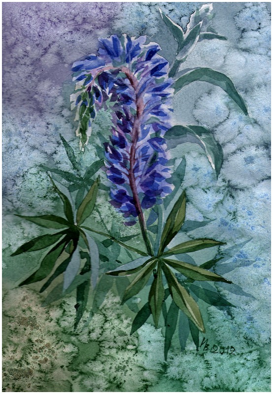 lupine